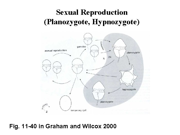 Sexual Reproduction (Planozygote, Hypnozygote) Fig. 11 -40 in Graham and Wilcox 2000 
