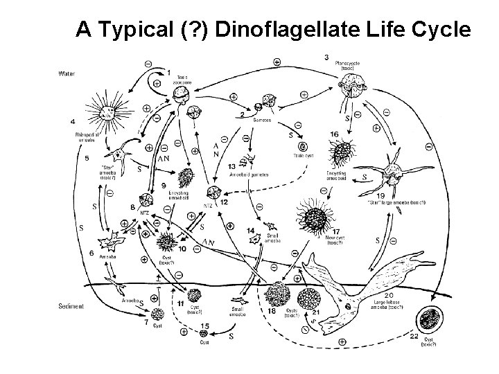 A Typical (? ) Dinoflagellate Life Cycle 
