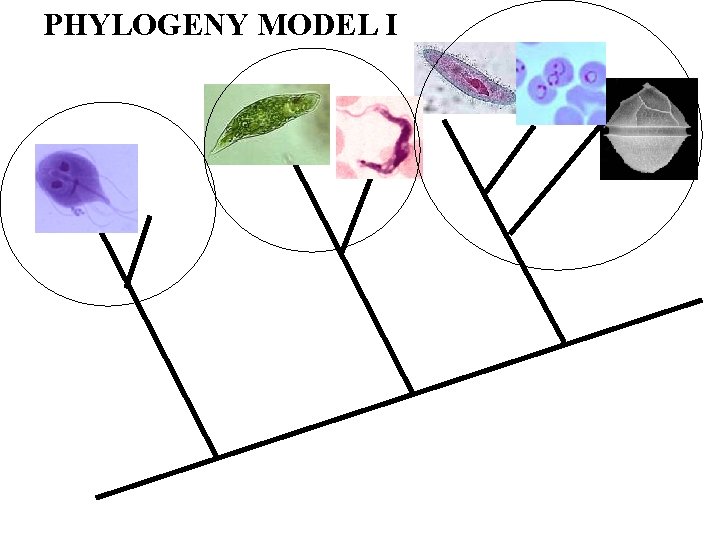PHYLOGENY MODEL I 