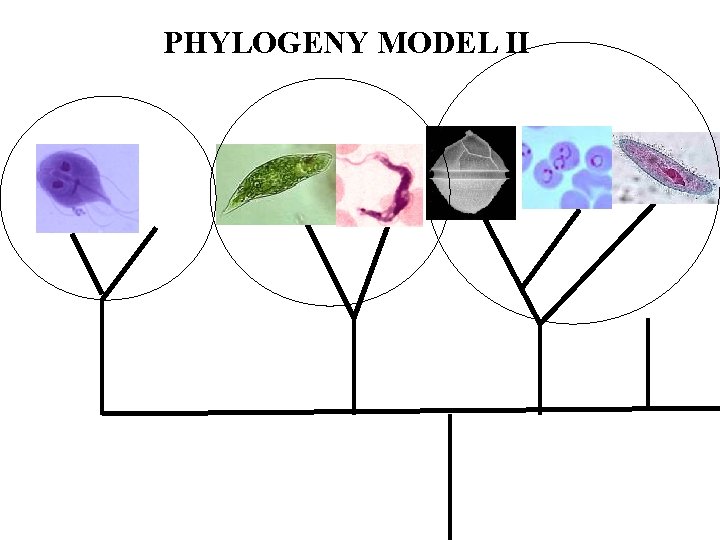 PHYLOGENY MODEL II 