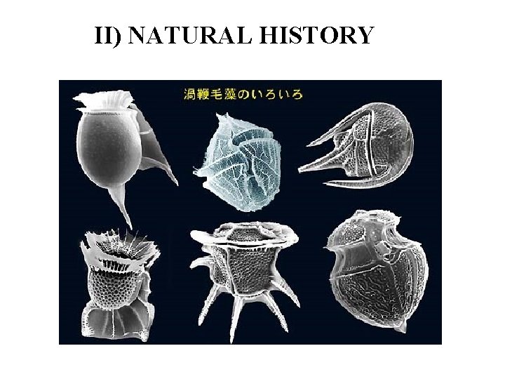 II) NATURAL HISTORY 