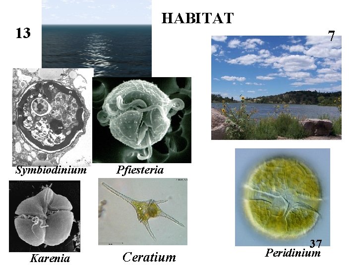 13 Symbiodinium Karenia HABITAT 7 Pfiesteria Ceratium 37 Peridinium 
