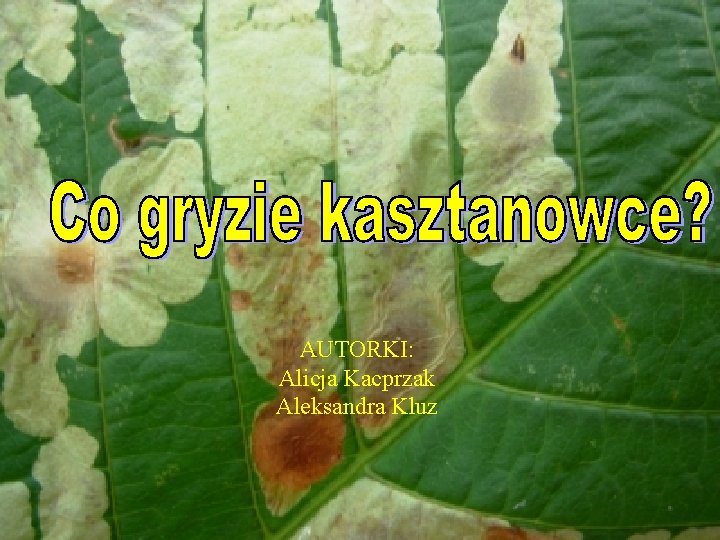 AUTORKI: Alicja Kacprzak Aleksandra Kluz 