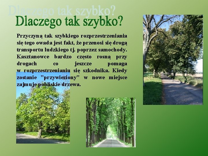 Przyczyną tak szybkiego rozprzestrzeniania się tego owada jest fakt, że przenosi się drogą transportu