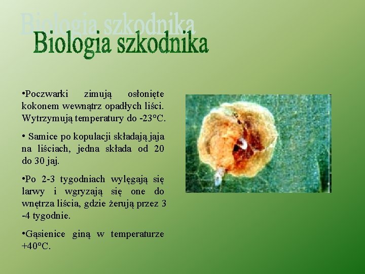  • Poczwarki zimują osłonięte kokonem wewnątrz opadłych liści. Wytrzymują temperatury do -23°C. •