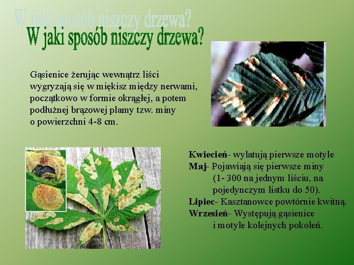 Gąsienice żerując wewnątrz liści wygryzają się w miękisz między nerwami, początkowo w formie okrągłej,