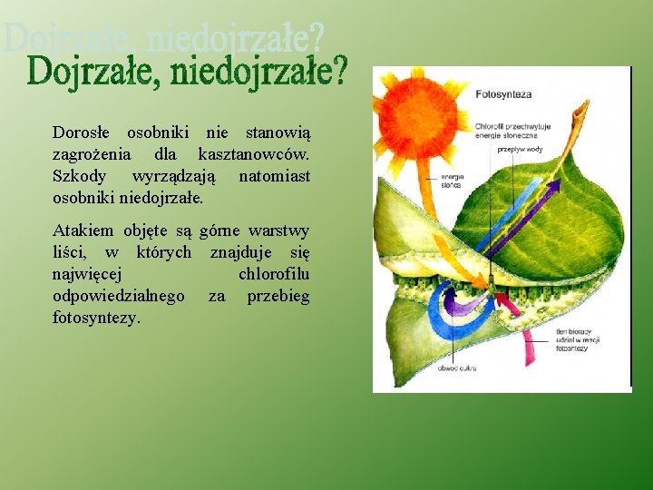 Dorosłe osobniki nie stanowią zagrożenia dla kasztanowców. Szkody wyrządzają natomiast osobniki niedojrzałe. Atakiem objęte