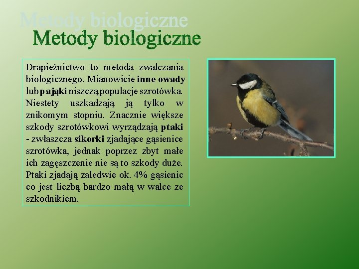 Drapieżnictwo to metoda zwalczania biologicznego. Mianowicie inne owady lub pająki niszczą populacje szrotówka. Niestety