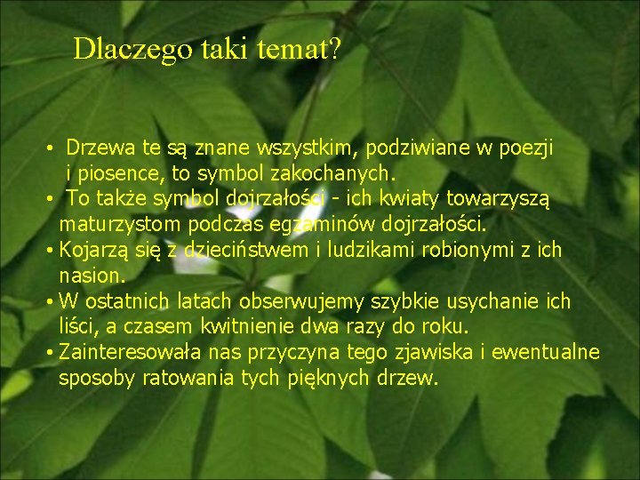 Dlaczego taki temat? • Drzewa te są znane wszystkim, podziwiane w poezji i piosence,