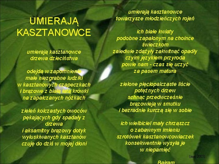 UMIERAJĄ KASZTANOWCE umierają kasztanowce drzewa dzieciństwa odejdą w zapomnienie małe niezgrabne ludziki w kasztanowych