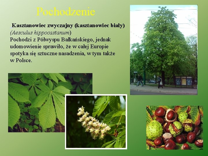 Pochodzenie Kasztanowiec zwyczajny (kasztanowiec biały) (Aesculus hippocastanum) Pochodzi z Półwyspu Bałkańskiego, jednak udomowienie sprawiło,