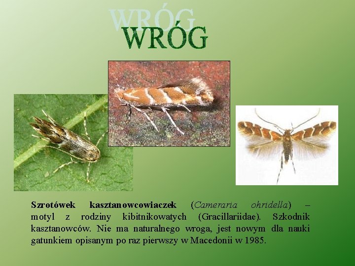 Szrotówek kasztanowcowiaczek (Cameraria ohridella) – motyl z rodziny kibitnikowatych (Gracillariidae). Szkodnik kasztanowców. Nie ma