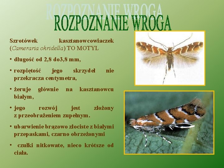 Szrotówek kasztanowcowiaczek (Cameraria ohridella) TO MOTYL • długość od 2, 8 do 3, 8