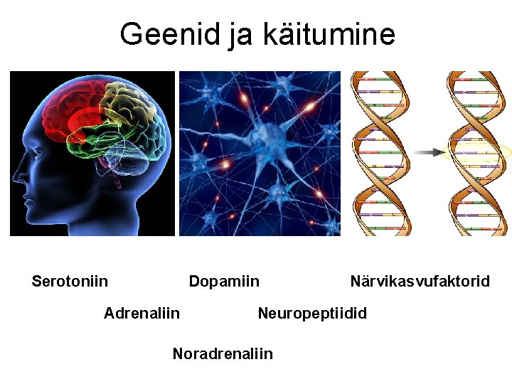 Geenid ja käitumine Serotoniin Dopamiin Adrenaliin Närvikasvufaktorid Neuropeptiidid Noradrenaliin 