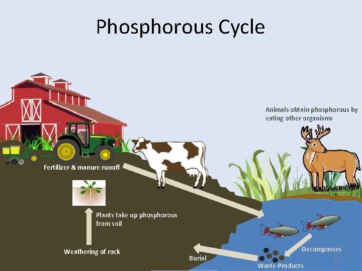 Phosphorous Cycle Animals obtain phosphorous by eating other organisms Fertilizer & manure runoff Plants