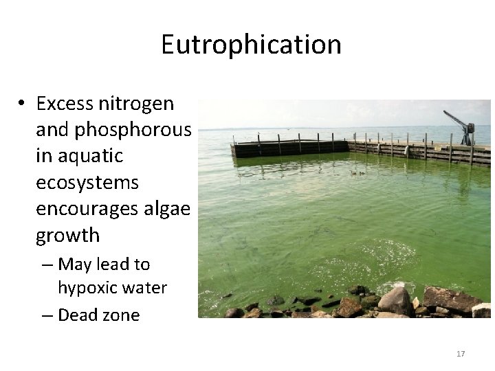 Eutrophication • Excess nitrogen and phosphorous in aquatic ecosystems encourages algae growth – May