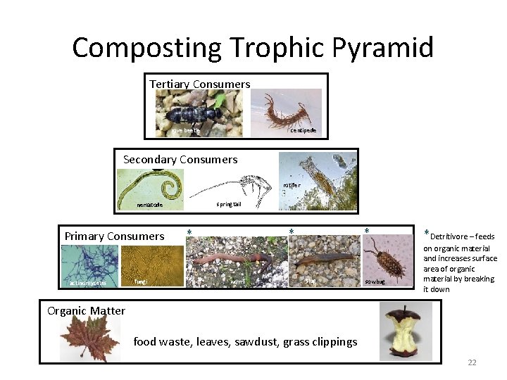 Composting Trophic Pyramid Tertiary Consumers rove beetle centipede Secondary Consumers rotifer springtail nematode Primary