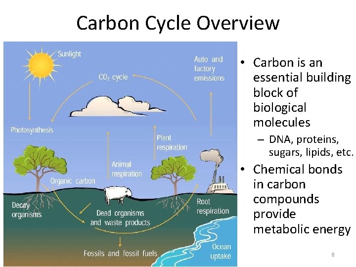 Carbon Cycle Overview • Carbon is an essential building block of biological molecules –