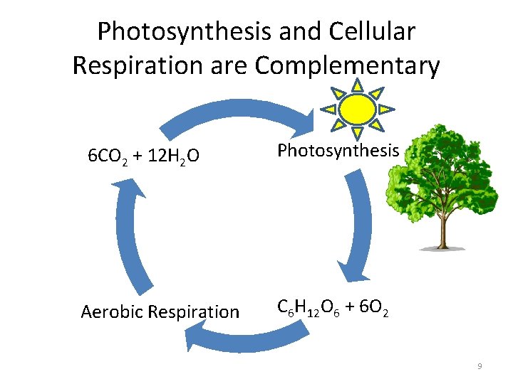 Photosynthesis and Cellular Respiration are Complementary 6 CO 2 + 12 H 2 O