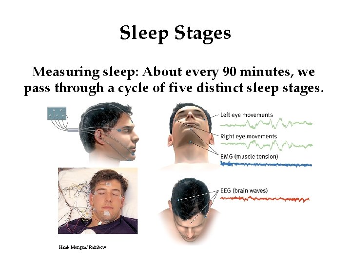 Sleep Stages Measuring sleep: About every 90 minutes, we pass through a cycle of