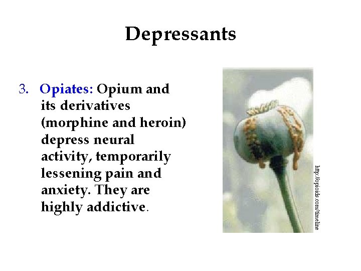 Depressants http: //opioids. com/timeline 3. Opiates: Opium and its derivatives (morphine and heroin) depress