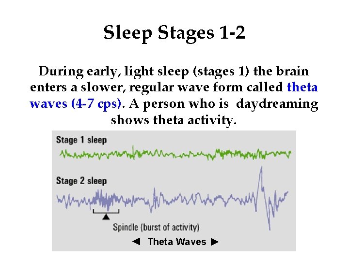 Sleep Stages 1 -2 During early, light sleep (stages 1) the brain enters a