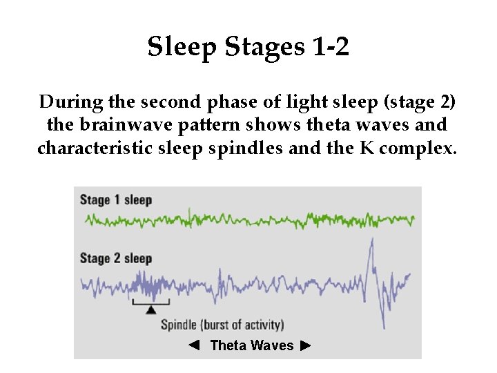 Sleep Stages 1 -2 During the second phase of light sleep (stage 2) the