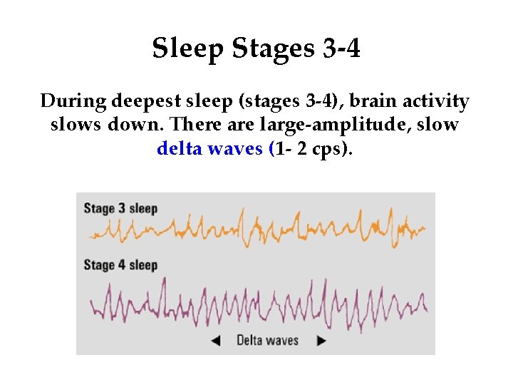 Sleep Stages 3 -4 During deepest sleep (stages 3 -4), brain activity slows down.