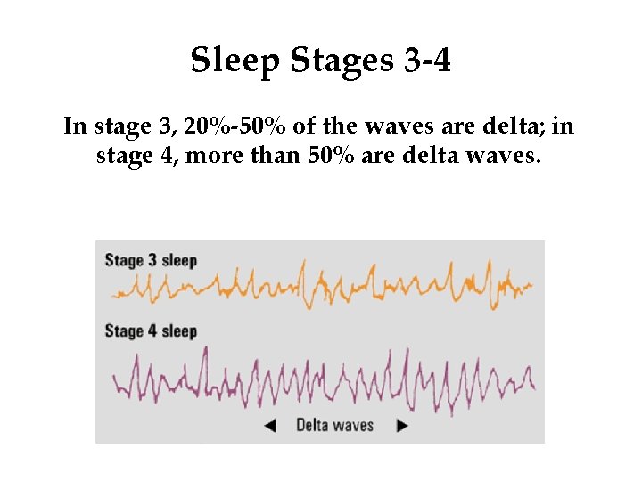 Sleep Stages 3 -4 In stage 3, 20%-50% of the waves are delta; in