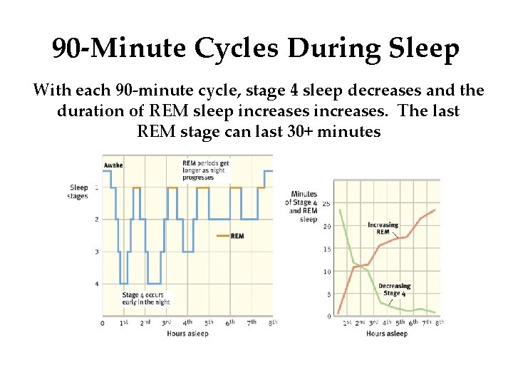 90 -Minute Cycles During Sleep With each 90 -minute cycle, stage 4 sleep decreases