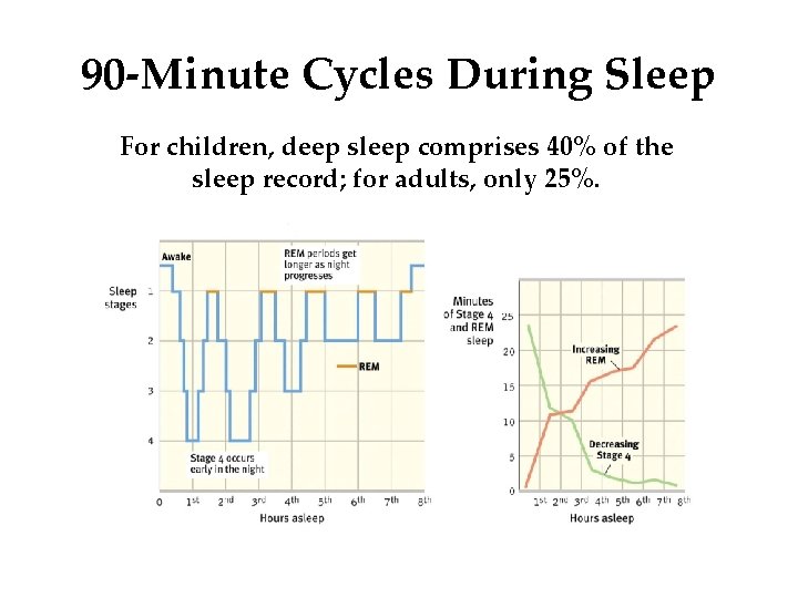 90 -Minute Cycles During Sleep For children, deep sleep comprises 40% of the sleep