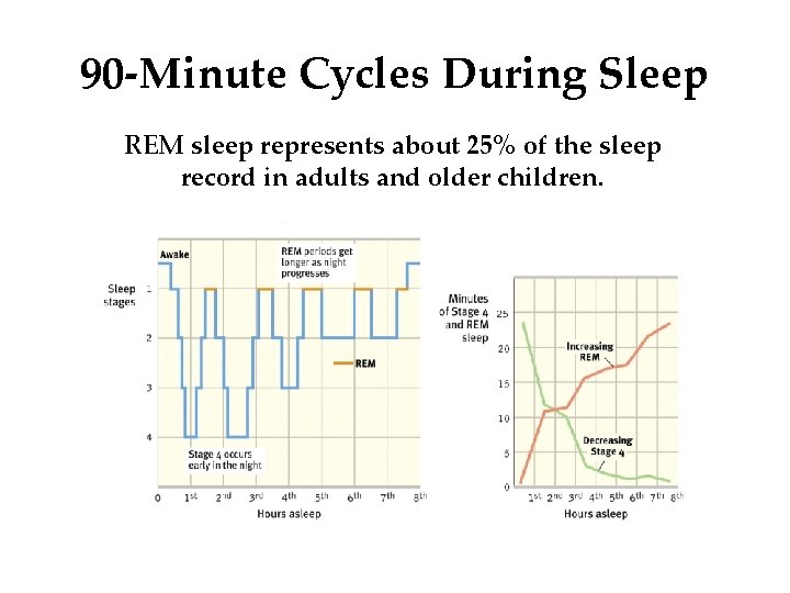 90 -Minute Cycles During Sleep REM sleep represents about 25% of the sleep record