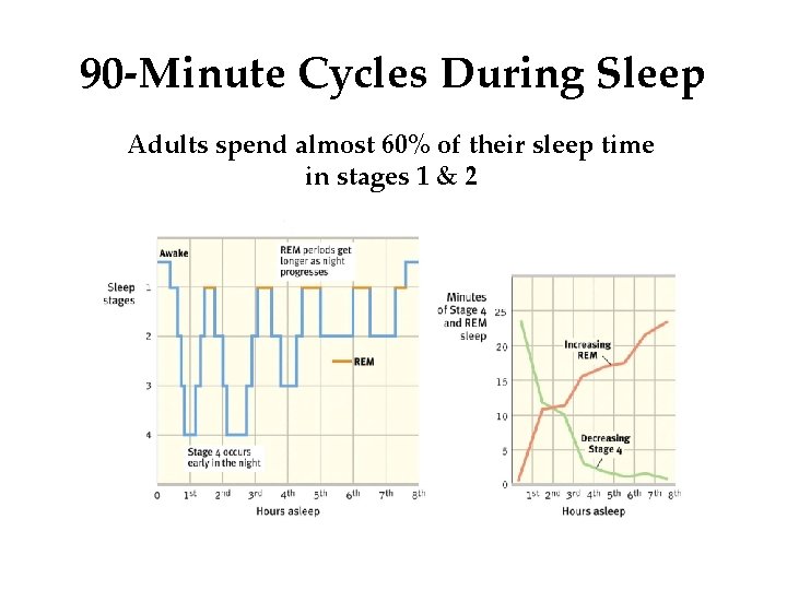 90 -Minute Cycles During Sleep Adults spend almost 60% of their sleep time in