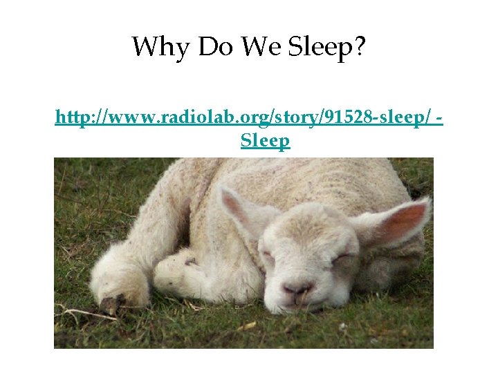 Why Do We Sleep? http: //www. radiolab. org/story/91528 -sleep/ Sleep 