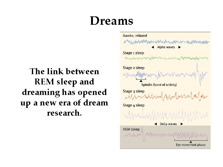 Dreams The link between REM sleep and dreaming has opened up a new era