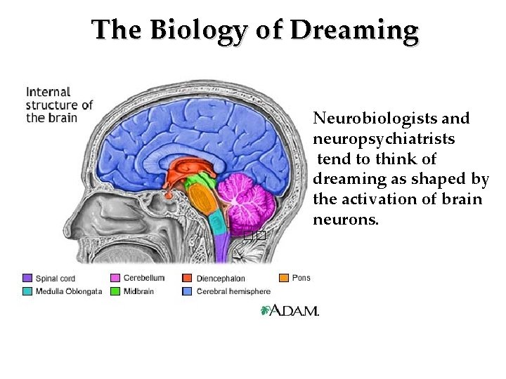 The Biology of Dreaming �� �� Neurobiologists and neuropsychiatrists tend to think of dreaming