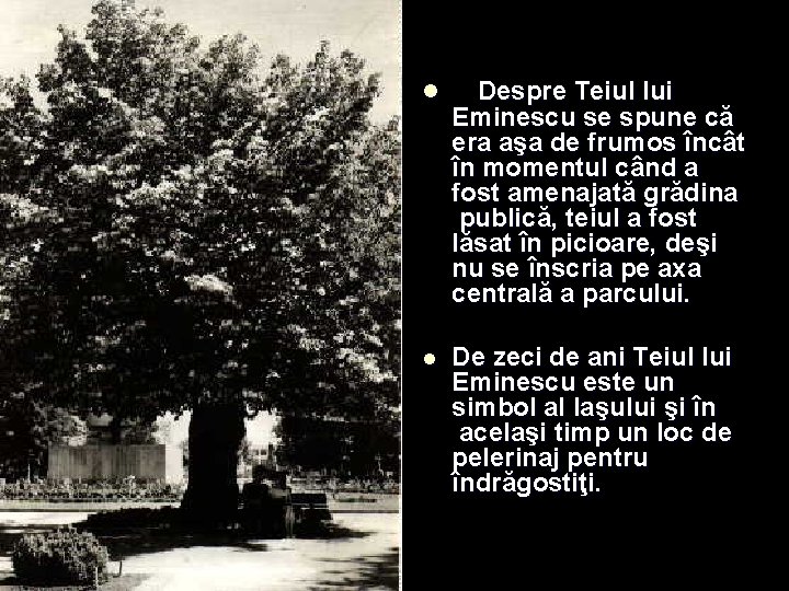 l Despre Teiul lui l De zeci de ani Teiul lui Eminescu este un