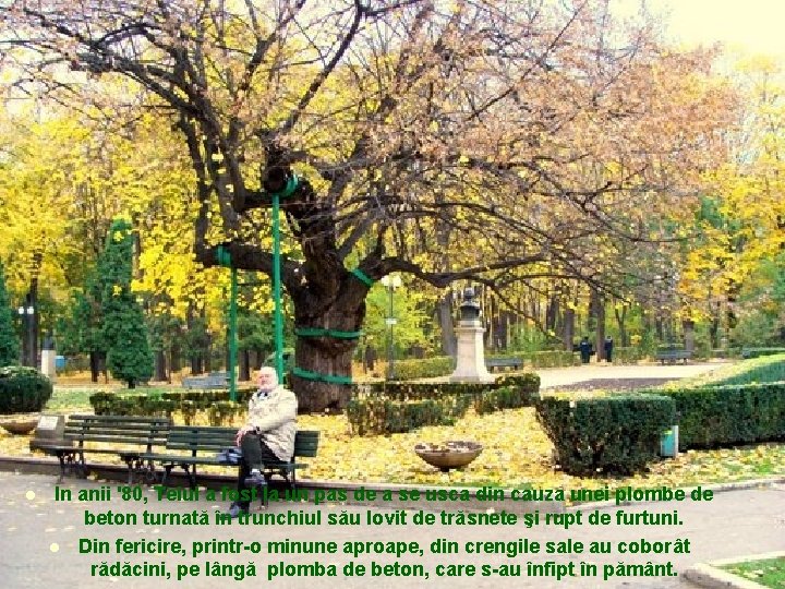 l In anii '80, Teiul a fost la un pas de a se usca