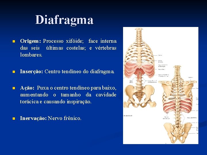 Diafragma n Origem: Processo xifóide; face interna das seis últimas costelas; e vértebras lombares.