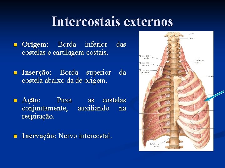Intercostais externos n Origem: Borda inferior das costelas e cartilagem costais. n Inserção: Borda