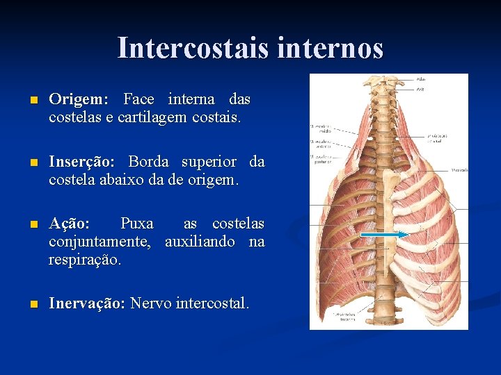 Intercostais internos n Origem: Face interna das costelas e cartilagem costais. n Inserção: Borda