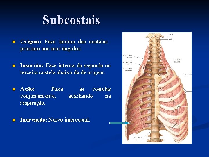Subcostais n Origem: Face interna das costelas próximo aos seus ângulos. n Inserção: Face