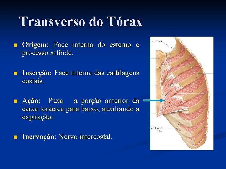 Transverso do Tórax n Origem: Face interna do esterno e processo xifóide. n Inserção: