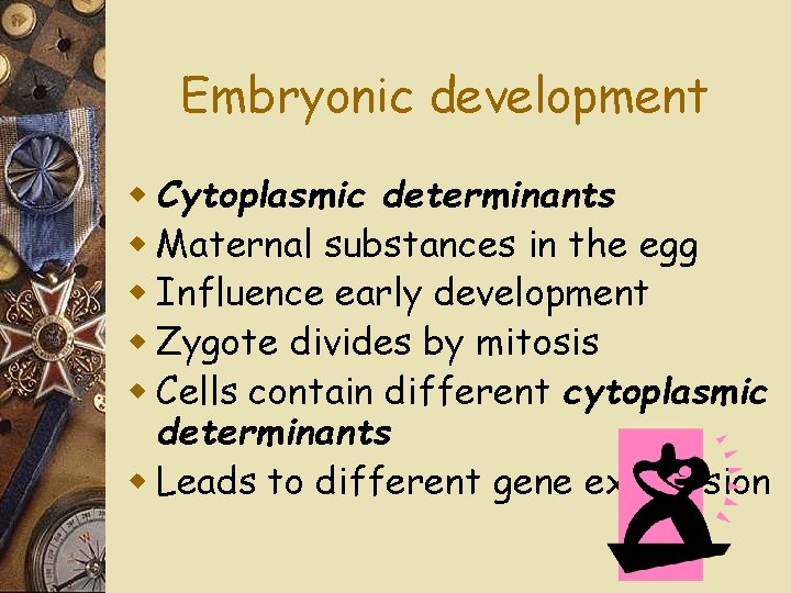 Embryonic development w Cytoplasmic determinants w Maternal substances in the egg w Influence early
