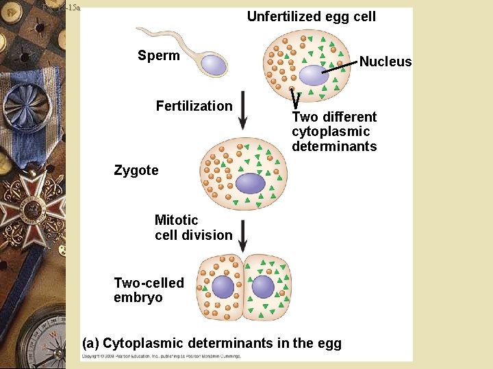 Fig. 18 -15 a Unfertilized egg cell Sperm Fertilization Nucleus Two different cytoplasmic determinants