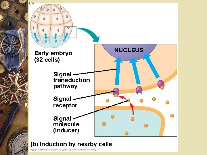 Fig. 18 -15 b Early embryo (32 cells) Signal transduction pathway Signal receptor Signal