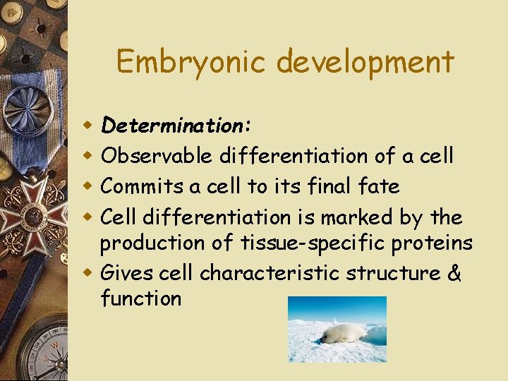 Embryonic development Determination: Observable differentiation of a cell Commits a cell to its final