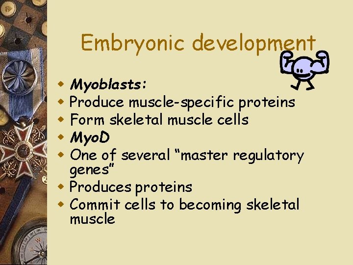 Embryonic development Myoblasts: Produce muscle-specific proteins Form skeletal muscle cells Myo. D One of