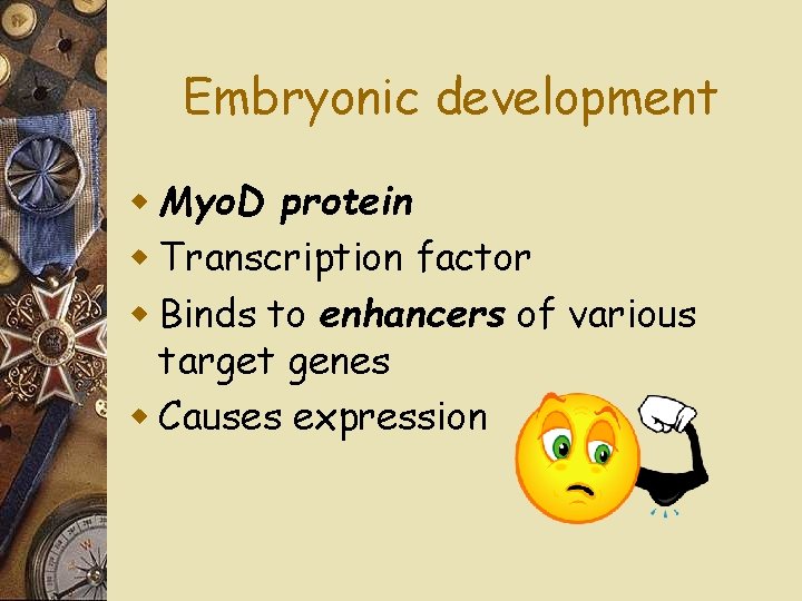 Embryonic development w Myo. D protein w Transcription factor w Binds to enhancers of