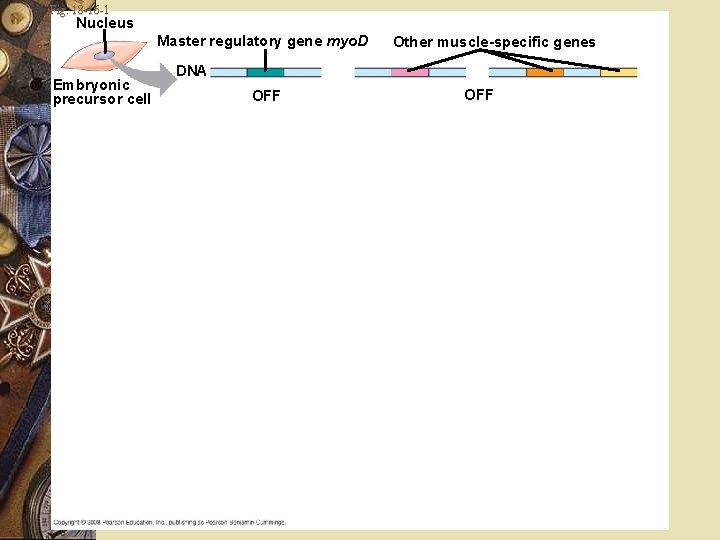 Fig. 18 -16 -1 Nucleus Master regulatory gene myo. D Embryonic precursor cell Other
